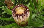 : - Protea lepidocarpodendron