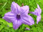 : - Ruellia lactea
