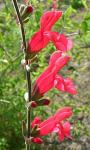 Guaven-Salbei - Salvia darcyi