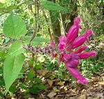 : - Salvia puberula
