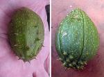 : - Sechium pittieri