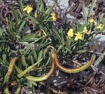 : - Skytanthus acutus
