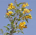 : - Handroanthus lapacho