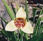 Tigerblume - Tigridia pavonia