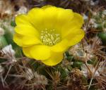 : - Weingartia neocumingii