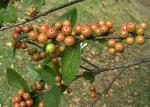Xylosma spiculiferum - Xylosma spiculiferum