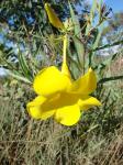 : - Allamanda angustifolia